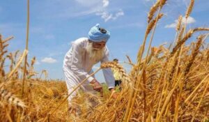 Wheat production: खाद्य उत्पादन 32 करोड़ टन से अधिक होगा, तीसरी अग्रिम आंकड़े में रिकॉर्ड गेहूं उत्पादन की उम्मीद