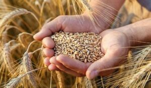 Wheat production: खाद्य उत्पादन 32 करोड़ टन से अधिक होगा, तीसरी अग्रिम आंकड़े में रिकॉर्ड गेहूं उत्पादन की उम्मीद